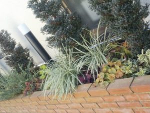 茨城県水戸市のコモレビ 冬に元気な植物たち Vol 1
